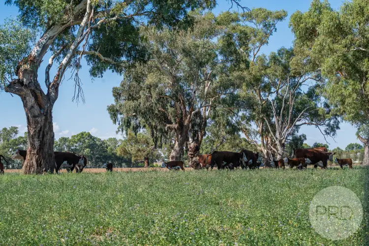 Seventh view of Homely rural property listing, 111 River Road, Wagga Wagga NSW 2650