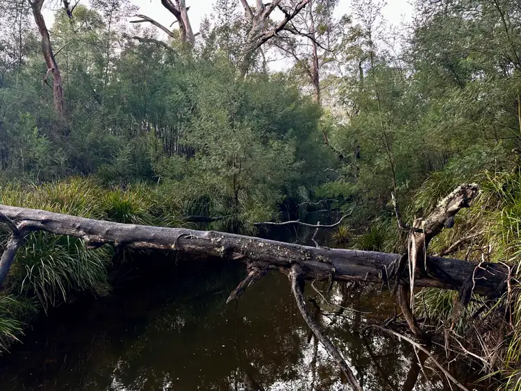 Seventh view of Homely rural property listing, 14 Ningee Nimbell Creek Road, Braidwood NSW 2622