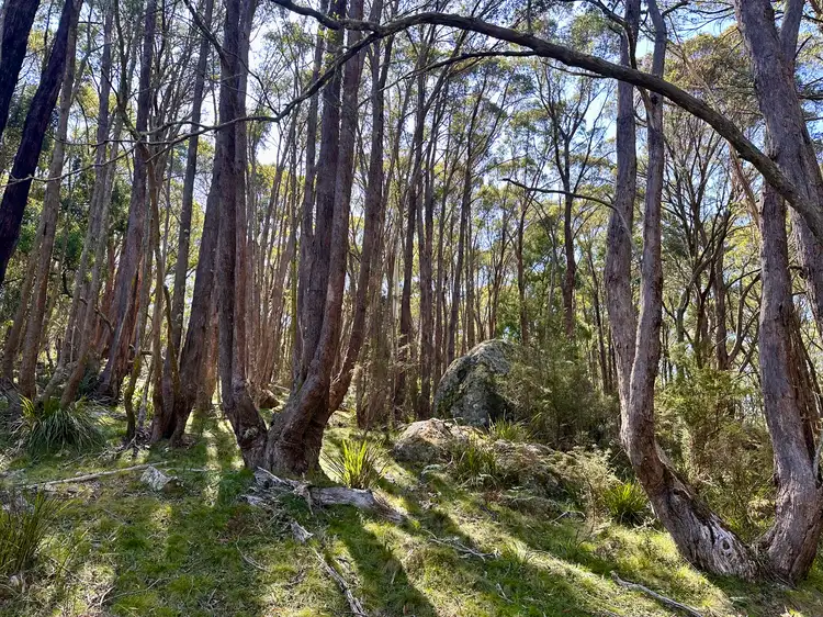 Main view of Homely rural property listing, 124 Gumms Road, Harolds Cross NSW 2622