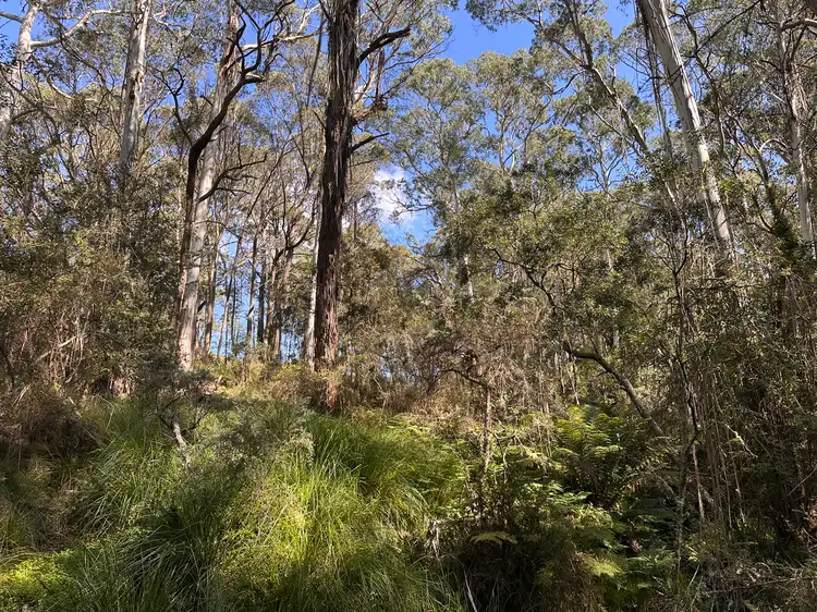 Fifth view of Homely rural property listing, 124 Gumms Road, Harolds Cross NSW 2622