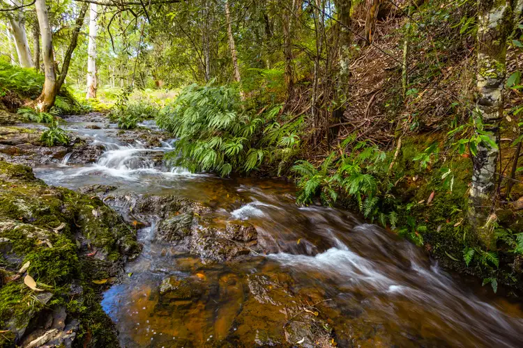 45 Oakes Lane, Elands NSW 2429