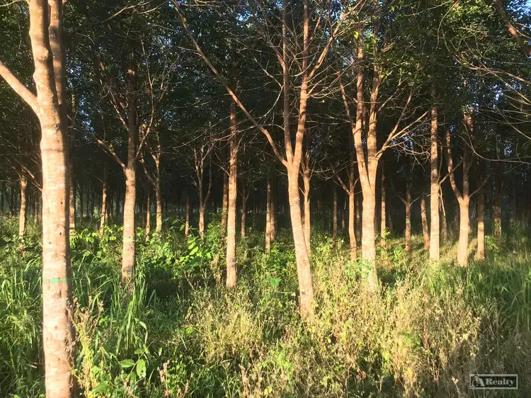 Fifth view of Homely rural property listing, L15 Broccardo Road, Garradunga QLD 4860