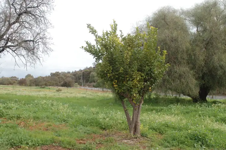 Main view of Homely land listing, 67 Werribee Road, Wundowie WA 6560