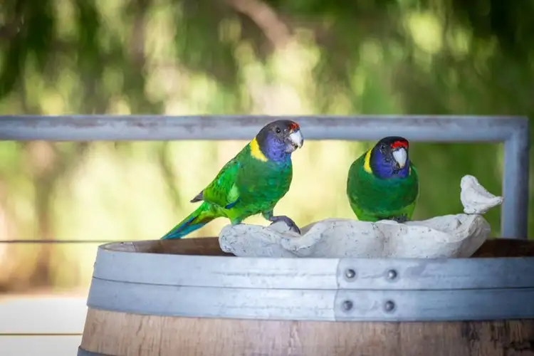 Fifth view of Homely house listing, 17 Tuscany Green, Binningup WA 6233