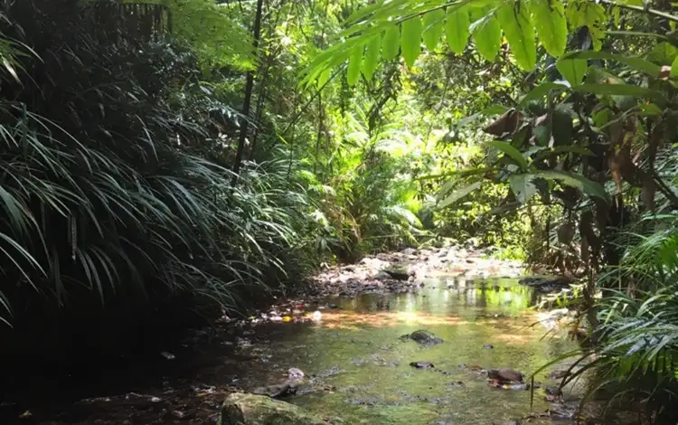 Main view of Homely land listing, 7 Fig Tree Road, Cow Bay, Daintree QLD 4873