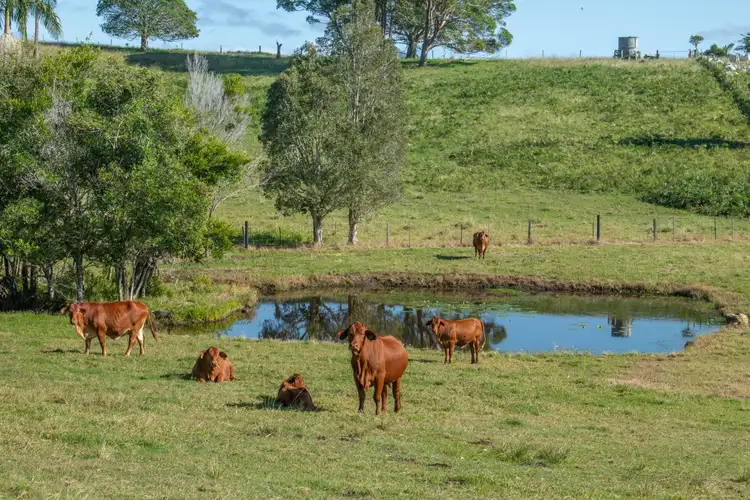 Third view of Homely house listing, 193 Espin Road, Bli Bli QLD 4560
