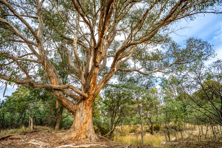 Fifth view of Homely rural property listing, Lot 1 Yarlington Road, Colebrook TAS 7027