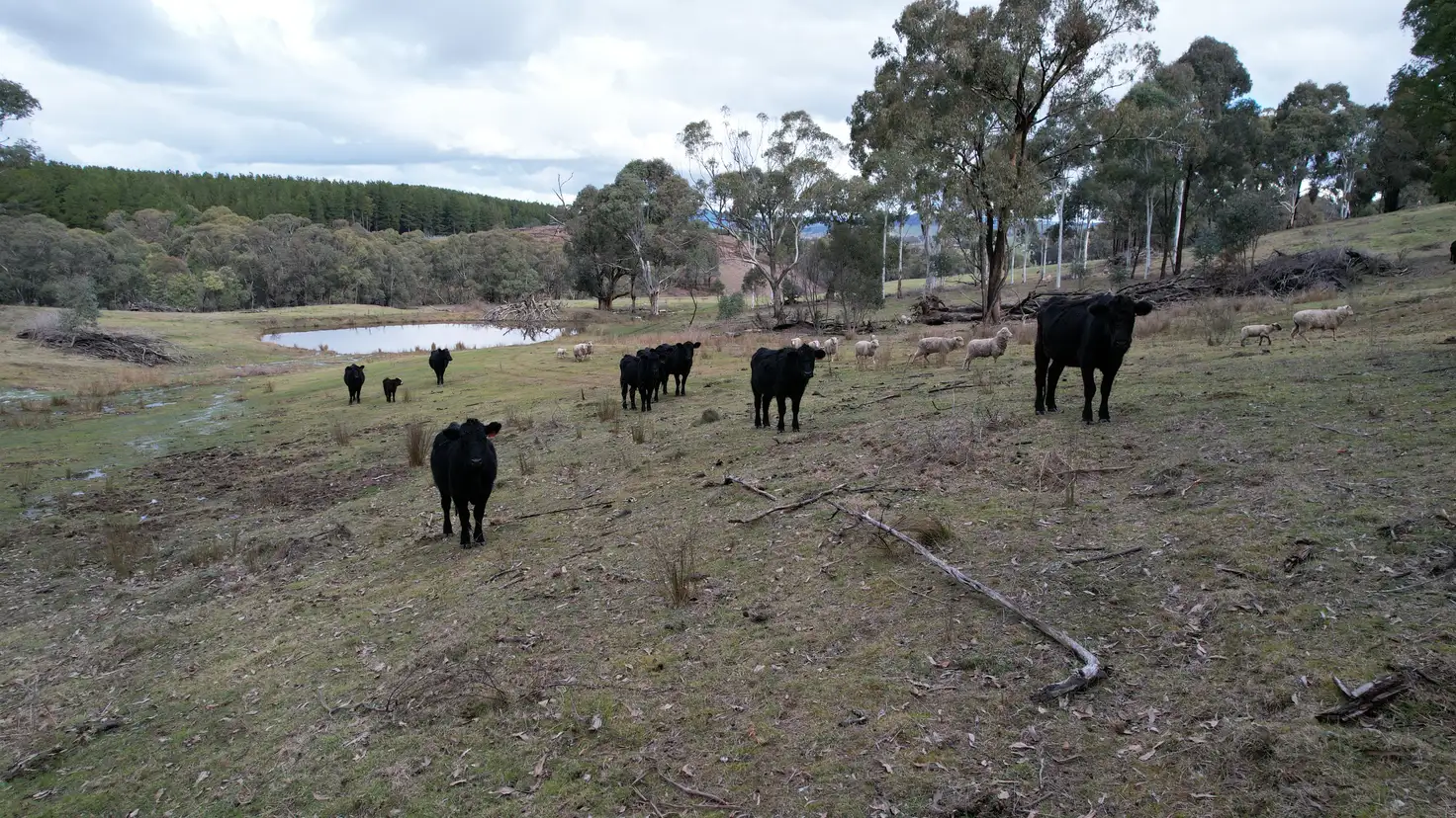 Main view of Homely rural property listing, Lots 1, 4, 7 Glenroy Hills Road, Tumbarumba NSW 2653