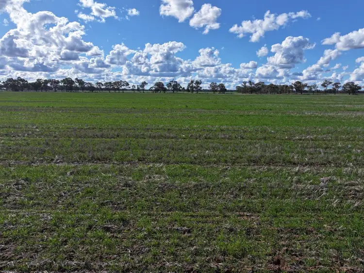 Sixth view of Homely rural property listing, 'Garthewn' 810 Quandary Road, Temora NSW 2666