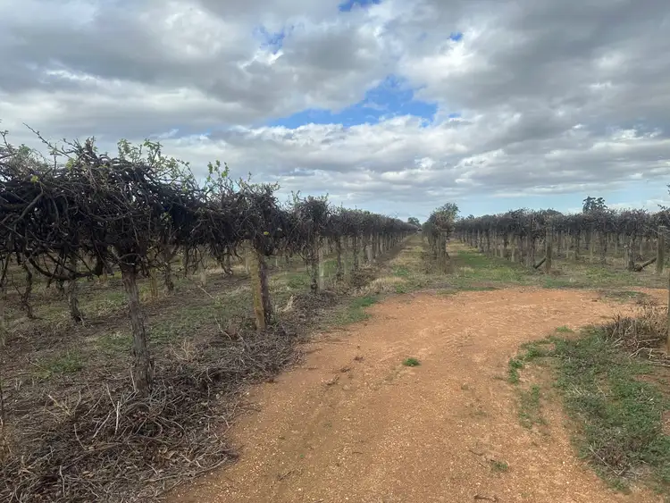 Sixth view of Homely rural property listing, Lot 24 Tarcoola Street, Renmark West SA 5341