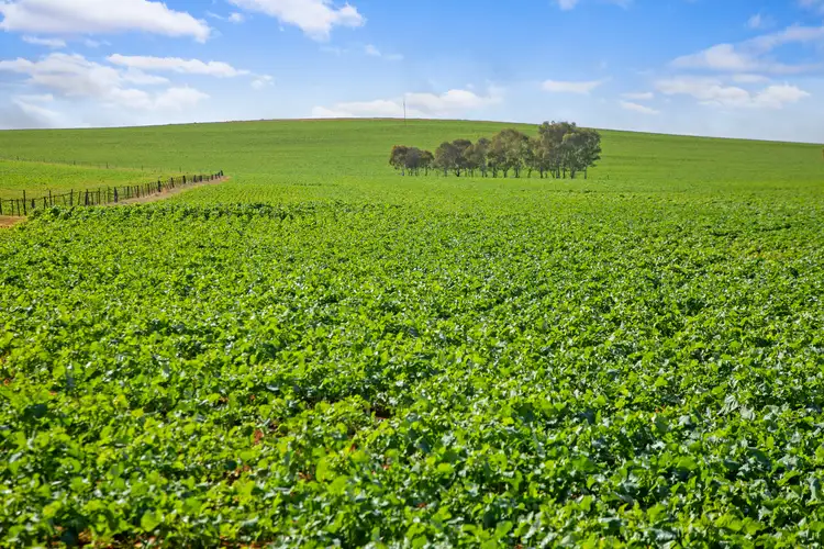 Second view of Homely rural property listing, 'Hamilton Run Farm' Murchland Drive, Jamestown SA 5491