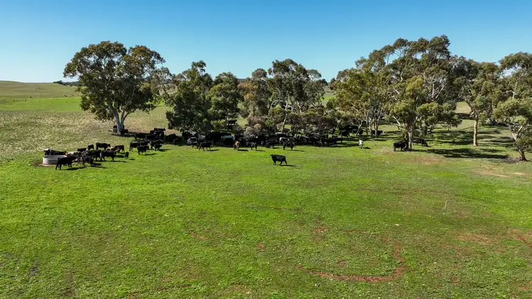 Second view of Homely rural property listing, 907 Pascoe Road, Coonalpyn SA 5265