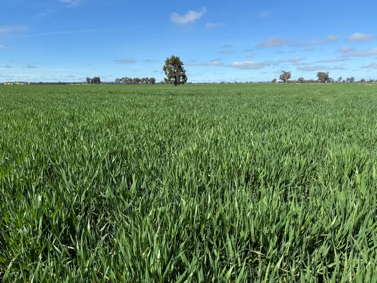 'SECKHOLDS' Bradshaws Lane, Coolamon NSW 2701