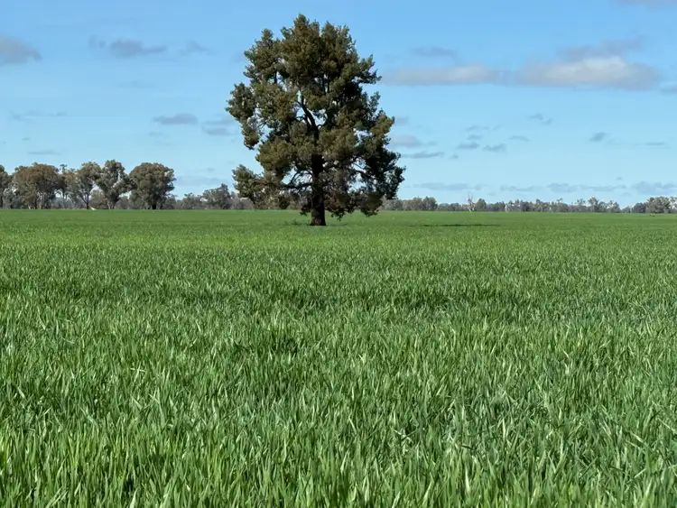 Second view of Homely rural property listing, 'SECKHOLDS' Bradshaws Lane, Coolamon NSW 2701