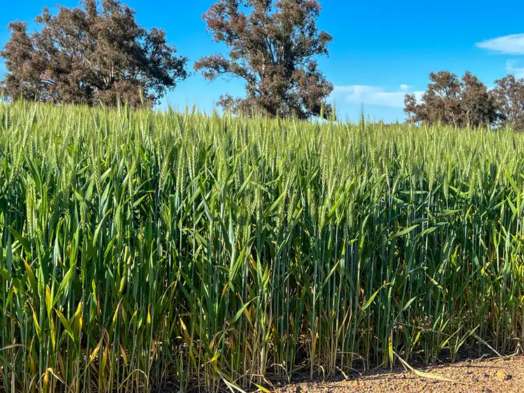 "The Brook" 266 Tetlow Road