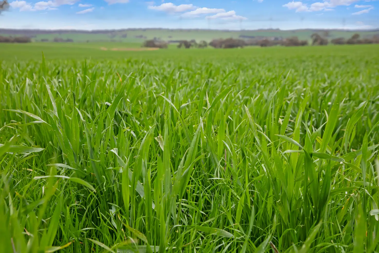 Main view of Homely rural property listing, 'Knowlings' Williams Road, Tothill Creek SA 5413