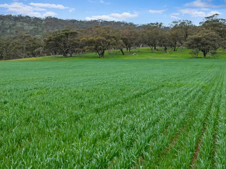 Third view of Homely rural property listing, 'Knowlings' Williams Road, Tothill Creek SA 5413