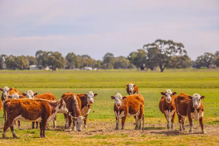 Third view of Homely rural property listing, 'Questa North' Riverina Highway, Deniliquin NSW 2710