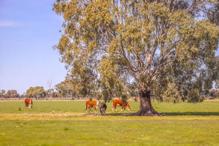 Fifth view of Homely rural property listing, 'Questa North' Riverina Highway, Deniliquin NSW 2710