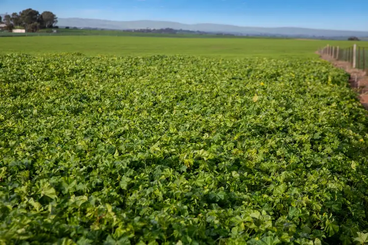 'London's' Slaughterhouse Road