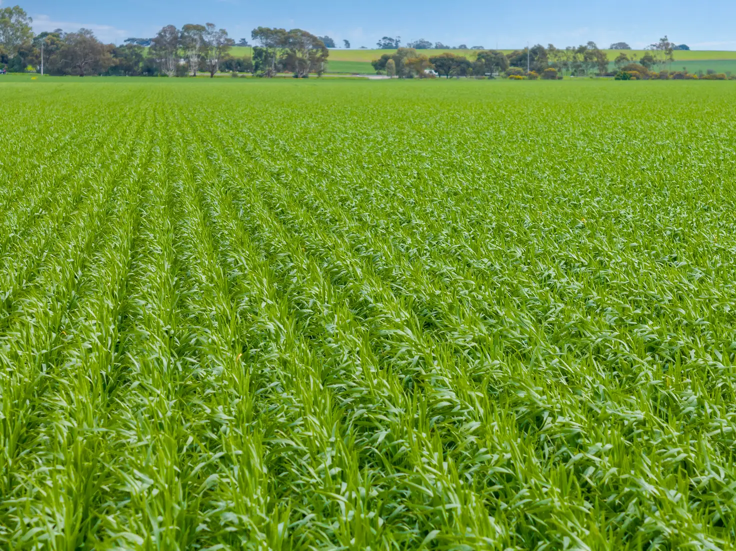Main view of Homely rural property listing, 'Shea-Oak Log' Ahrens Road, Shea-Oak Log SA 5371