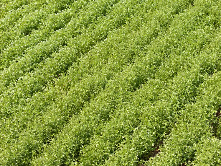 Fifth view of Homely rural property listing, 'Stringers' Ireland Road, Mundoora SA 5555