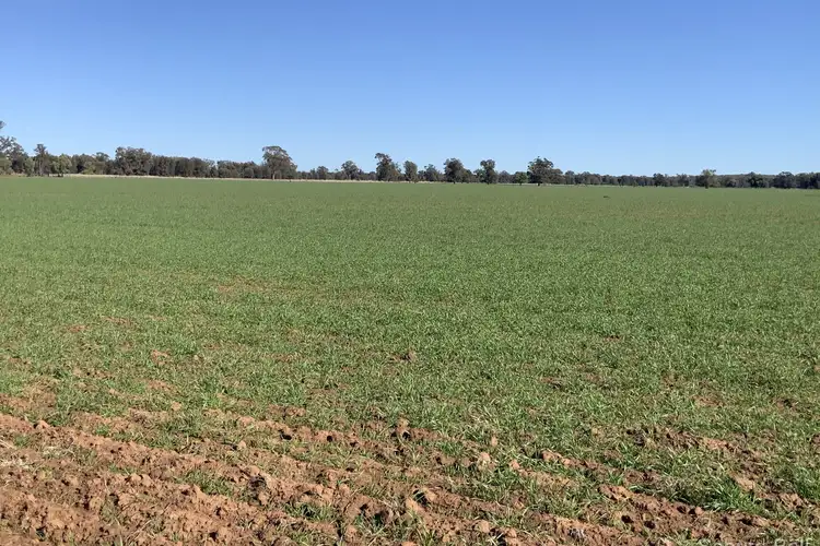 Seventh view of Homely rural property listing, 195 Curra Lane, Peak Hill NSW 2869