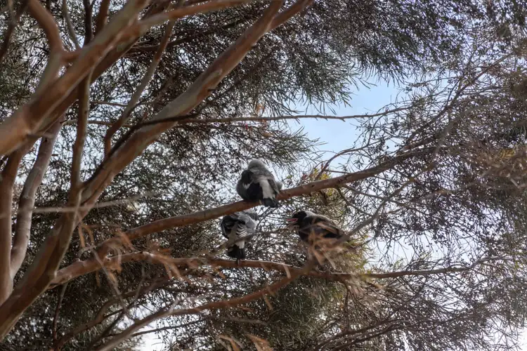 Fourth view of Homely house listing, 4 Davey Crescent, Seaview Downs SA 5049