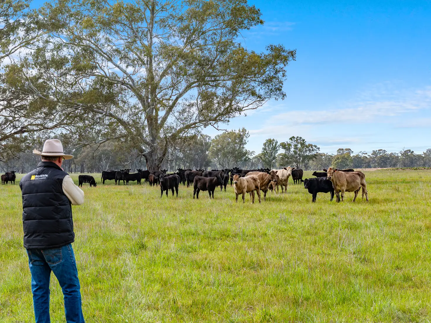 Main view of Homely rural property listing, Lot 2 & Lot 1, PS 72 Basin Road, Tarnook VIC 3670