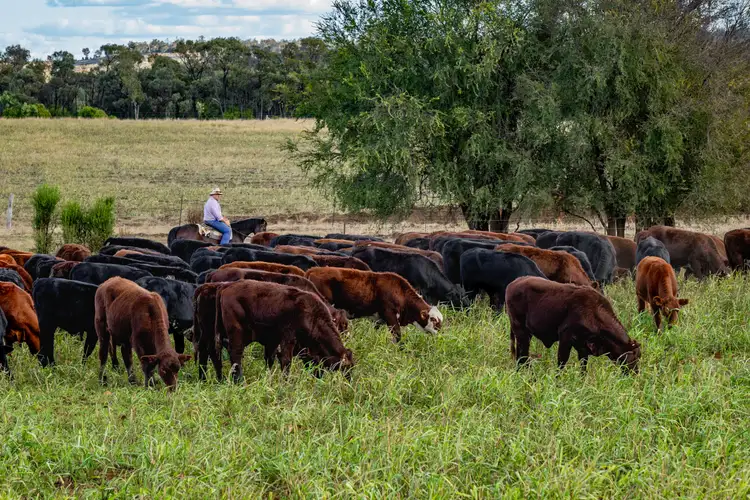 Sixth view of Homely rural property listing, 3215 Cracow Road, Taroom QLD 4420