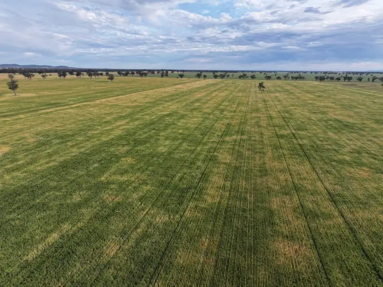 Third view of Homely rural property listing, 'Wyoming' 1079 Davidsons Road, Temora NSW 2666