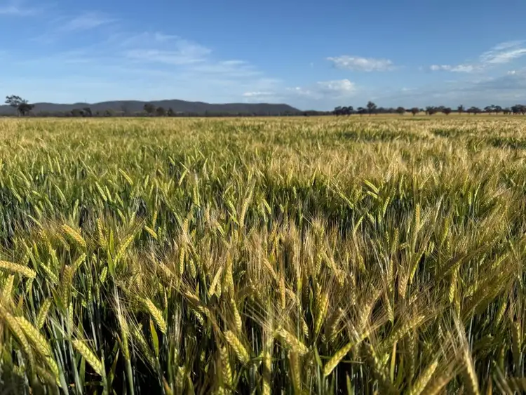 Fourth view of Homely rural property listing, 'Wyoming' 1079 Davidsons Road, Temora NSW 2666