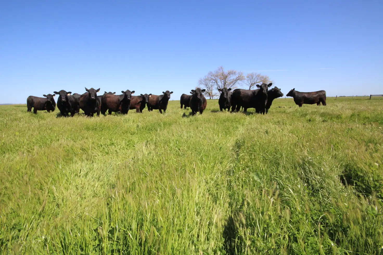 Main view of Homely rural property listing, 98 Sinclairs Road, Naracoorte SA 5271