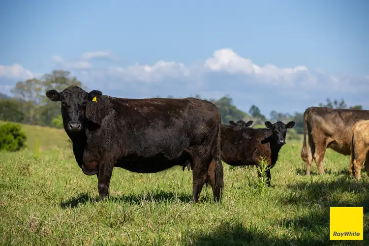 Third view of Homely rural property listing, 1531 Waterfall Way, Bellingen NSW 2454