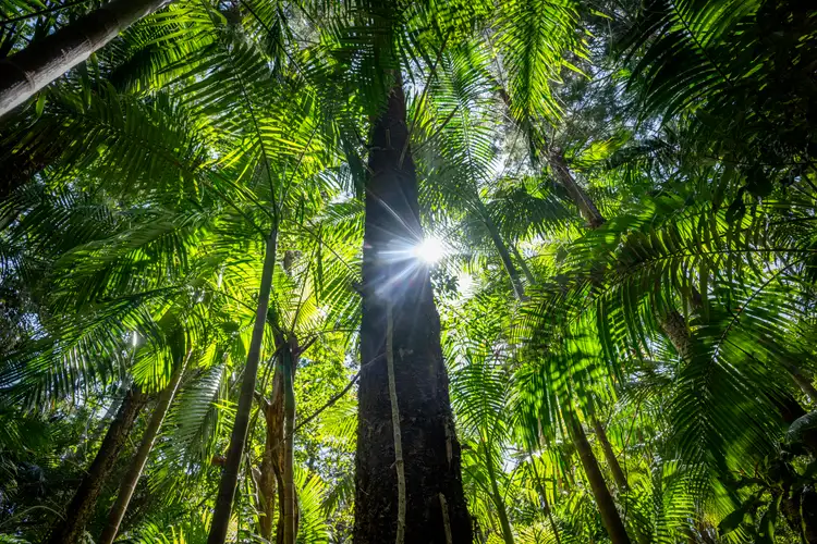 Third view of Homely rural property listing, 186 Palmers Road, Terragon NSW 2484