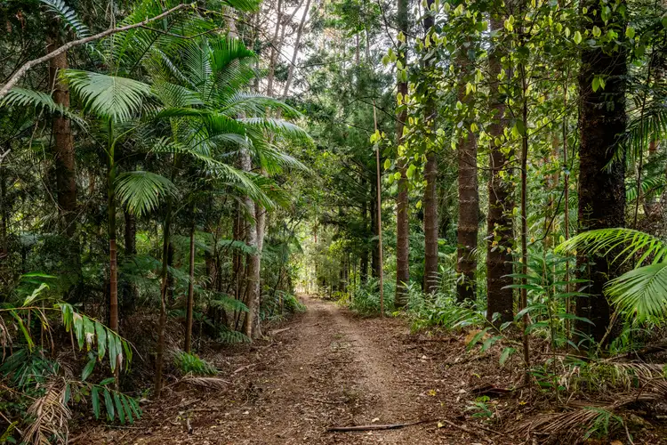 Fourth view of Homely rural property listing, 186 Palmers Road, Terragon NSW 2484