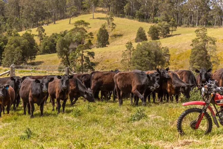 129 Days Road, Belbora NSW 2422