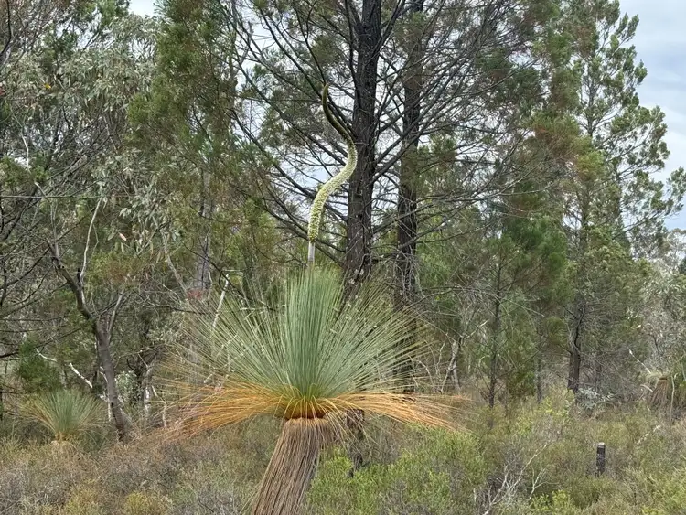 Third view of Homely rural property listing, 'The Backwoods' 1054 Burley Griffin Way, Temora NSW 2666