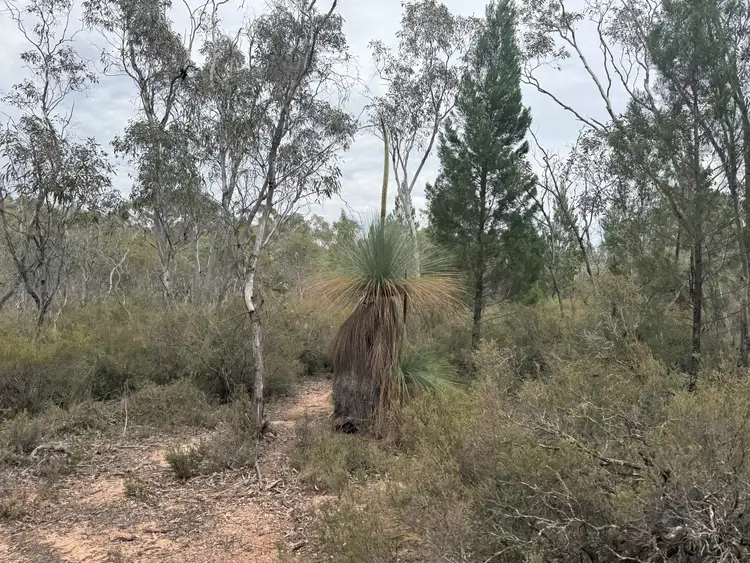 Fourth view of Homely rural property listing, 'The Backwoods' 1054 Burley Griffin Way, Temora NSW 2666