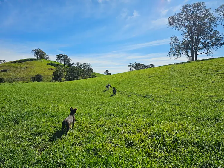 Sixth view of Homely rural property listing, 1989 Waukivory Road, Waukivory via, Gloucester NSW 2422