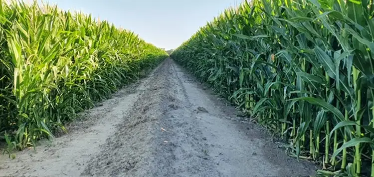 'Kalawar' 1822 Pretty Pine Road, Morago NSW 2710