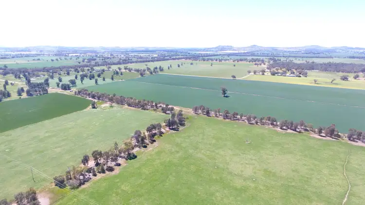 Seventh view of Homely rural property listing, 0 Olympic Highway, Henty NSW 2658
