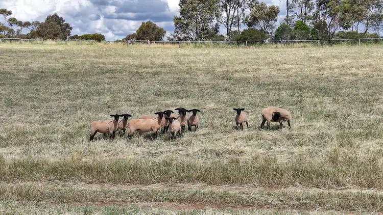 Fifth view of Homely rural property listing, Lot 7 Medlow Rd, Uleybury SA 5114