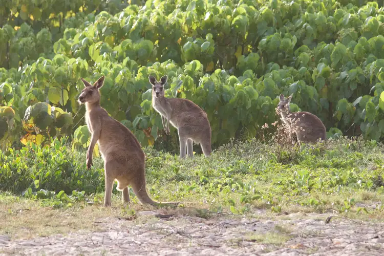 Fifth view of Homely land listing, Lot 299 Bruce Highway, Friday Pocket QLD 4855