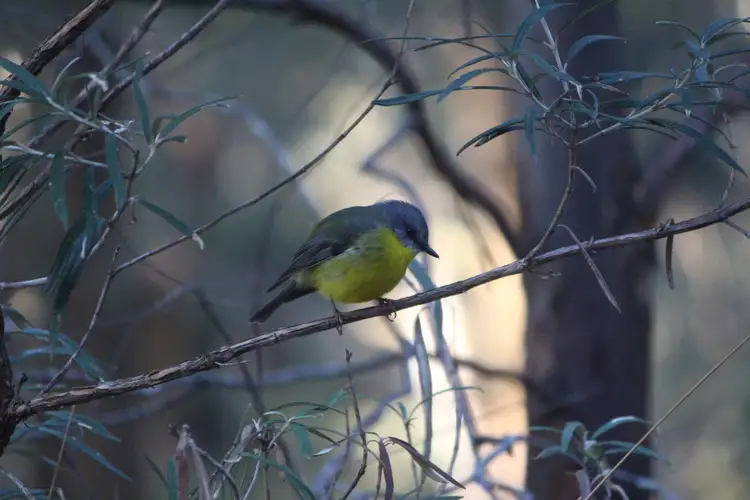 Sixth view of Homely land listing, 9051 Bonang Road, Bonang VIC 3888