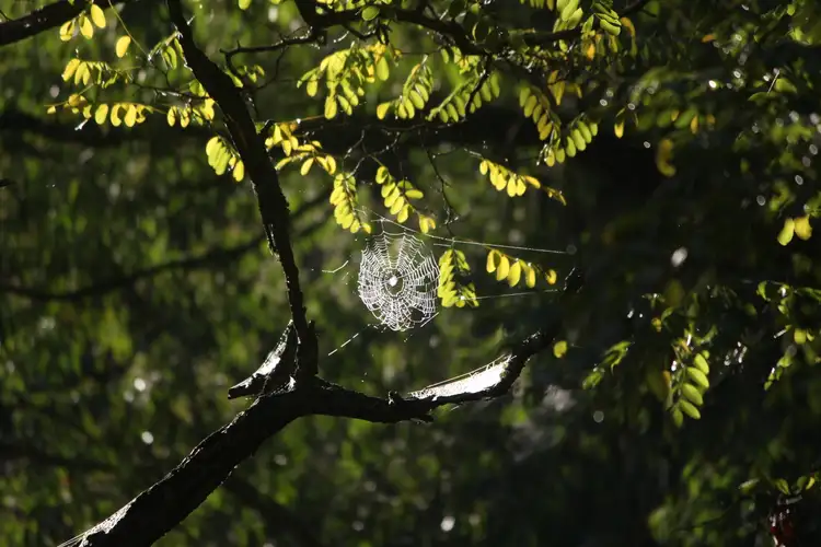 Seventh view of Homely land listing, 9051 Bonang Road, Bonang VIC 3888