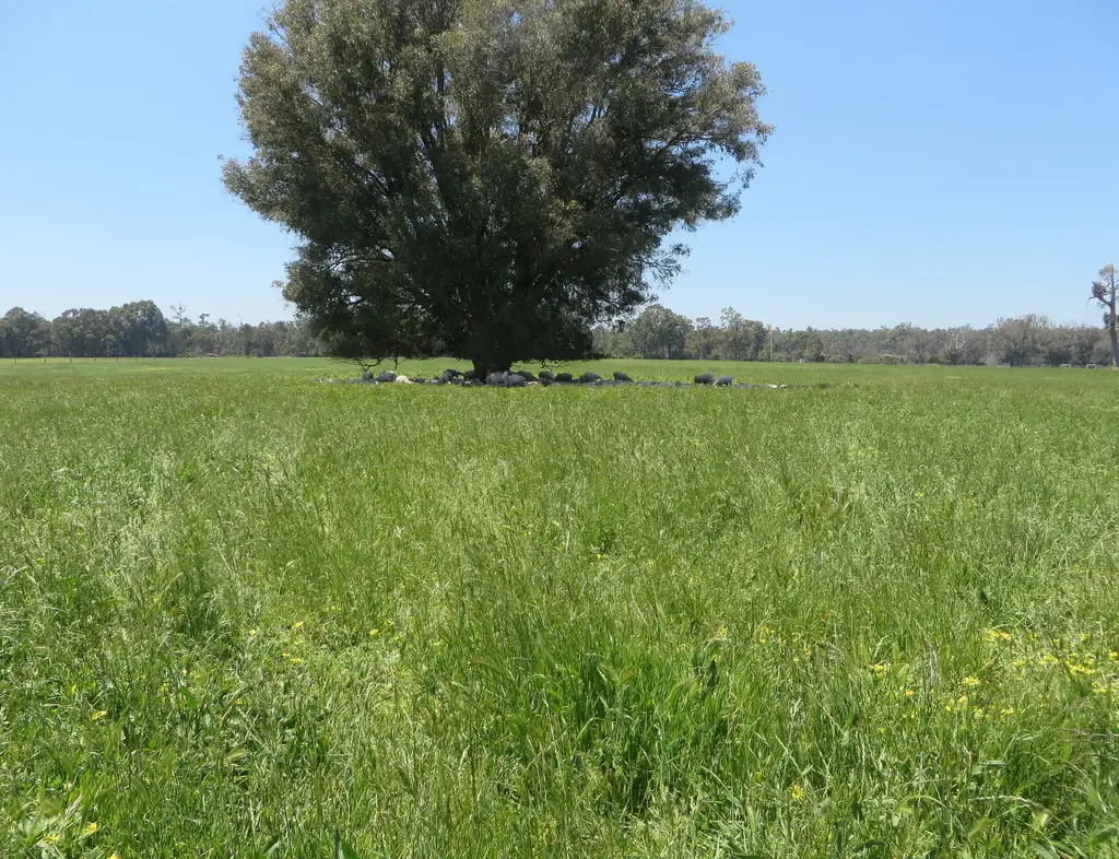 Main view of Homely rural property listing, 4254 Donnybrook Boyup Brook Rd, Wilga WA 6243