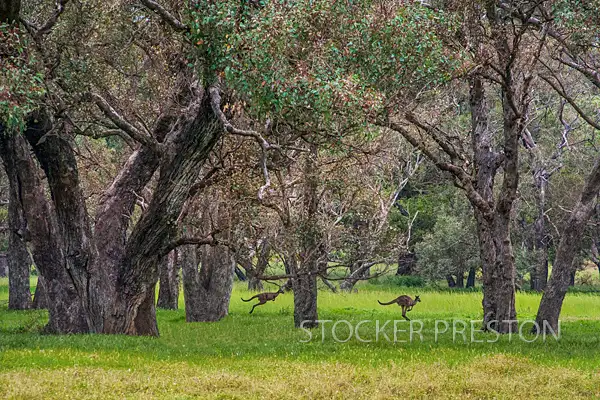 Lot 234 Bourne Loop, Stratham WA 6237