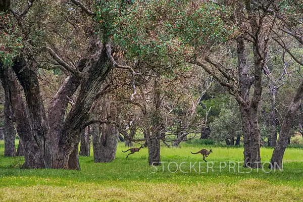Main view of Homely land listing, Lot 234 Bourne Loop, Stratham WA 6237