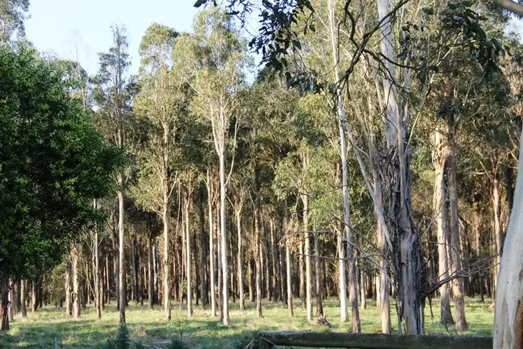 Main view of Homely rural property listing, Lot 1 Silbys Road, Clydebank VIC 3851